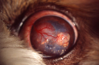 犬の原発性角膜扁平上皮癌