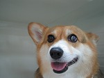 ラガーちゃん